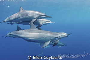 BLISS

Spinner dolphins in Kona by Ellen Cuylaerts 